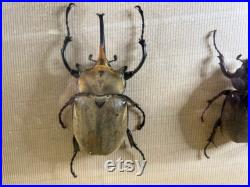 Insecte naturalisé sous cadre scarabée
