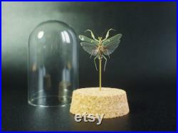 Insecte naturalisé sous cloche Mante Creobroter gemmatus (mâle) Entomologie, taxidermie