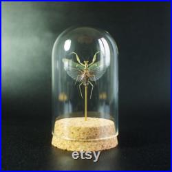 Insecte naturalisé sous cloche Mante Creobroter gemmatus (mâle) Entomologie, taxidermie