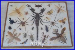 Insectes géants naturalisés sous verre S. Olsen 1972 Cadre entomologie taxidermie