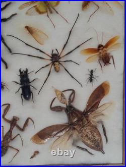 Insectes géants naturalisés sous verre S. Olsen 1972 Cadre entomologie taxidermie