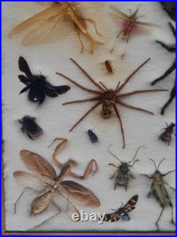 Insectes géants naturalisés sous verre S. Olsen 1972 Cadre entomologie taxidermie