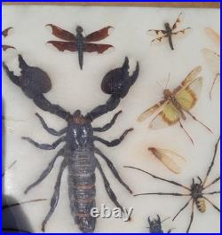 Insectes géants naturalisés sous verre S. Olsen 1972 Cadre entomologie taxidermie