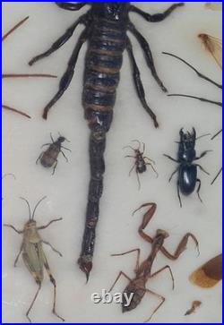 Insectes géants naturalisés sous verre S. Olsen 1972 Cadre entomologie taxidermie