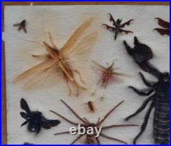 Insectes géants naturalisés sous verre S. Olsen 1972 Cadre entomologie taxidermie