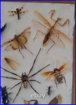 Insectes géants naturalisés sous verre S. Olsen 1972 Cadre entomologie taxidermie