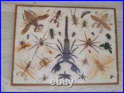 Insectes géants naturalisés sous verre S. Olsen 1972 Cadre entomologie taxidermie
