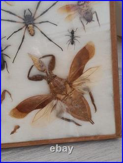 Insectes géants naturalisés sous verre S. Olsen 1972 Cadre entomologie taxidermie