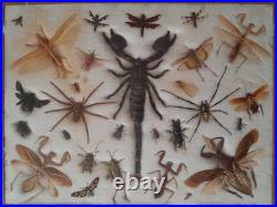 Insectes géants naturalisés sous verre S. Olsen 1972 Cadre entomologie taxidermie