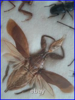 Insectes géants naturalisés sous verre S. Olsen 1972 Cadre entomologie taxidermie