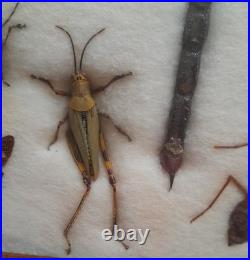 Insectes géants naturalisés sous verre S. Olsen 1972 Cadre entomologie taxidermie