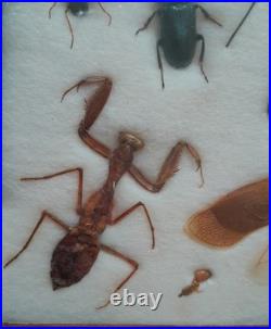Insectes géants naturalisés sous verre S. Olsen 1972 Cadre entomologie taxidermie