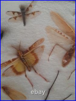 Insectes géants naturalisés sous verre S. Olsen 1972 Cadre entomologie taxidermie