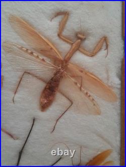 Insectes géants naturalisés sous verre S. Olsen 1972 Cadre entomologie taxidermie
