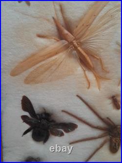 Insectes géants naturalisés sous verre S. Olsen 1972 Cadre entomologie taxidermie