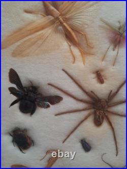 Insectes géants naturalisés sous verre S. Olsen 1972 Cadre entomologie taxidermie
