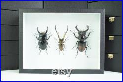 Insectes naturalisés sous cadre Coléoptères Trio de Lucanes (Entomologie, taxidermie)