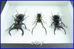 Insectes naturalisés sous cadre Coléoptères Trio de Lucanes (Entomologie, taxidermie)