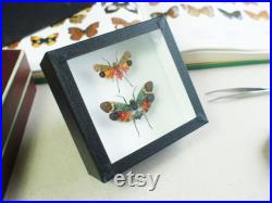 Insectes naturalisés sous cadre Fulgores Penthicodes farinosa P. pulchella (Entomologie, taxidermie)