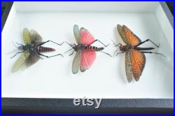 Insectes naturalisés sous cadre trio de criquets colorés (Entomologie, taxidermie)
