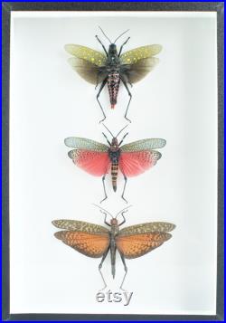 Insectes naturalisés sous cadre trio de criquets colorés (Entomologie, taxidermie)