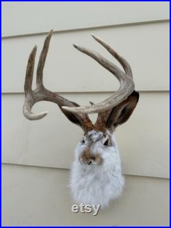 JACKALOPE TAXIDERMIE Massif, large et haut 7 pointeurs Bois de cerf mulet (Real Jackrabbit Real Deer Antlers)