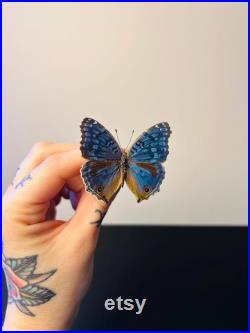 Junonia Rhadama Papillon bleu azuré naturalisé Curiosité de Madagascar pour cabinet de curiosités Insecte exotique rare