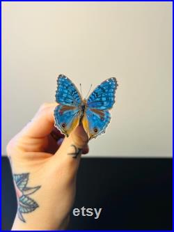 Junonia Rhadama Papillon bleu azuré naturalisé Curiosité de Madagascar pour cabinet de curiosités Insecte exotique rare