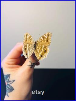Junonia Rhadama Papillon bleu azuré naturalisé Curiosité de Madagascar pour cabinet de curiosités Insecte exotique rare