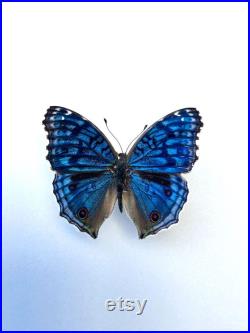 Junonia Rhadama Papillon bleu azuré naturalisé Curiosité de Madagascar pour cabinet de curiosités Insecte exotique rare