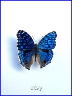 Junonia Rhadama Papillon bleu azuré naturalisé Curiosité de Madagascar pour cabinet de curiosités Insecte exotique rare