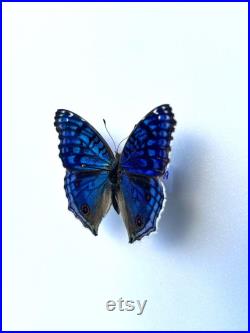 Junonia Rhadama Papillon bleu azuré naturalisé Curiosité de Madagascar pour cabinet de curiosités Insecte exotique rare
