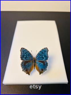 Junonia Rhadama Papillon bleu azuré naturalisé Curiosité de Madagascar pour cabinet de curiosités Insecte exotique rare