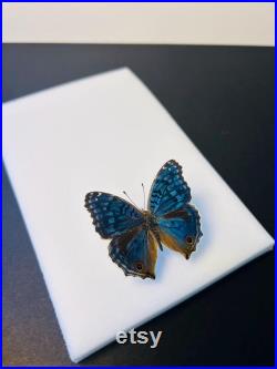 Junonia Rhadama Papillon bleu azuré naturalisé Curiosité de Madagascar pour cabinet de curiosités Insecte exotique rare