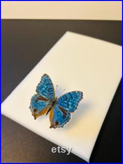 Junonia Rhadama Papillon bleu azuré naturalisé Curiosité de Madagascar pour cabinet de curiosités Insecte exotique rare
