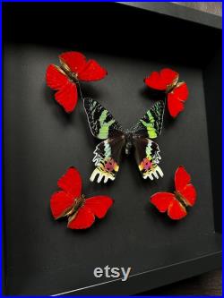 Kaléidoscope de 5 Papillons Cymothoe Sangaris et Urania Ripheus sous cadre Kaléidoscope de 5 Papillons Cymothoe Sangaris et Urania Ripheus sous cadre
