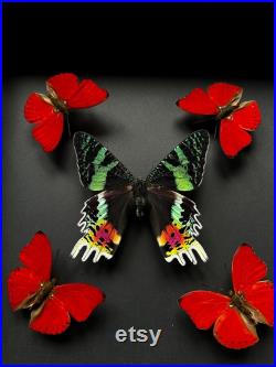 Kaléidoscope de 5 Papillons Cymothoe Sangaris et Urania Ripheus sous cadre Kaléidoscope de 5 Papillons Cymothoe Sangaris et Urania Ripheus sous cadre