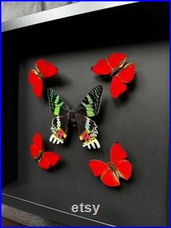 Kaléidoscope de 5 Papillons Cymothoe Sangaris et Urania Ripheus sous cadre Kaléidoscope de 5 Papillons Cymothoe Sangaris et Urania Ripheus sous cadre