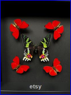 Kaléidoscope de 5 Papillons Cymothoe Sangaris et Urania Ripheus sous cadre Kaléidoscope de 5 Papillons Cymothoe Sangaris et Urania Ripheus sous cadre
