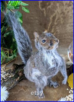 L44G Taxidermy Squirrel flipping the bird giving the finger Grabbing Crotch full mount anthropomorphic collectible specimen Curiosity