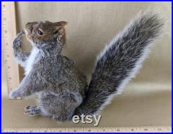 L44G Taxidermy Squirrel flipping the bird giving the finger Grabbing Crotch full mount anthropomorphic collectible specimen Curiosity