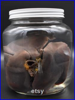 LARGE River Land Otter Heart and Lungs (Lontra Canadensis) Spécimen humide Préservé Organe Taxidermie Bocal de préservation 1 2 Gallon Contenu mature