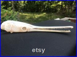 LONGNOSE GAR FISH Skull Teeth Natural Bobes Science Weird Education Tattoo Art Nom scientifique Lepisosteus osseus