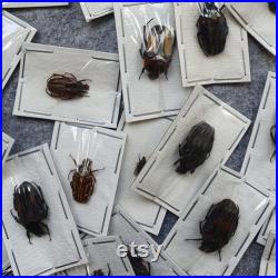 LOT OF 5 small Cetoniinae from indonesia UNMOUNTED quality A1, for taxidermy or art projects