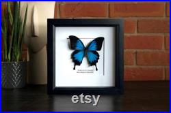 La collection de papillons inclut la queue d hirondelle bleue d empereur et le paquet de papillon d hirondelle box Frame entomdermy entomology photography art