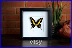 La collection de papillons inclut la queue d hirondelle bleue d empereur et le paquet de papillon d hirondelle box Frame entomdermy entomology photography art