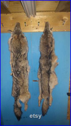La vraie fourrure bronzée de coyote cachent des pieds de patte de peau vraie peau animale taxidermy partie pièce homme cave art art affichage f