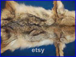 La vraie fourrure bronzée de coyote cachent des pieds de patte de peau vraie peau animale taxidermy partie pièce homme cave art art affichage f