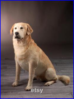 Labrador Naturalise