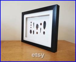Lampyridae Scientific Collection Taxidermy Black Frame, Insect, Wall Art, Home Decor, Entomology, Gift Curiosity